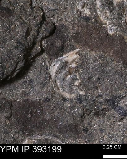 undet. Scaphitidae