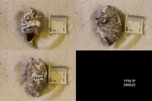 undet. Scaphitidae