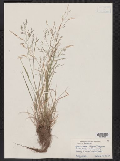 Agrostis scabra