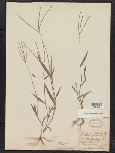Digitaria sanguinalis