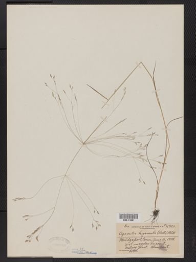 Agrostis hyemalis