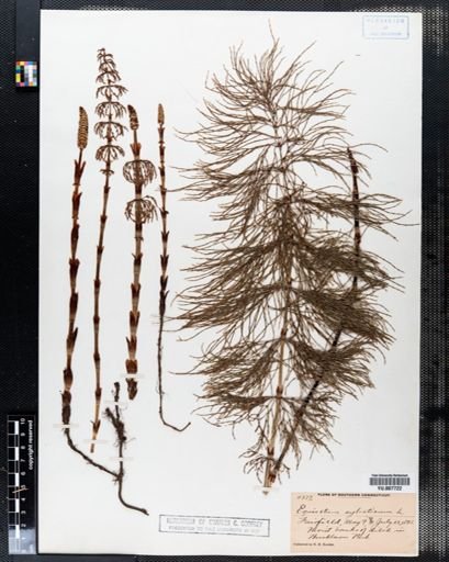 Equisetum sylvaticum
