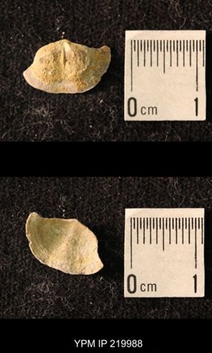 Chonetes sp.