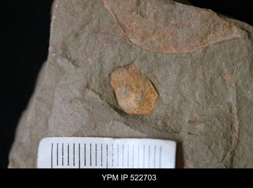 undet. Porifera