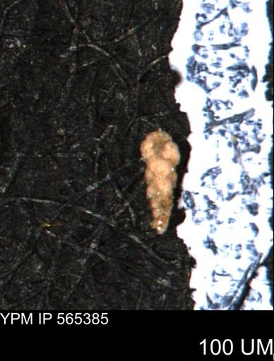 Verneuilina canadensis