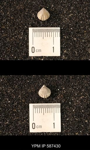 Camarotoechia whitei