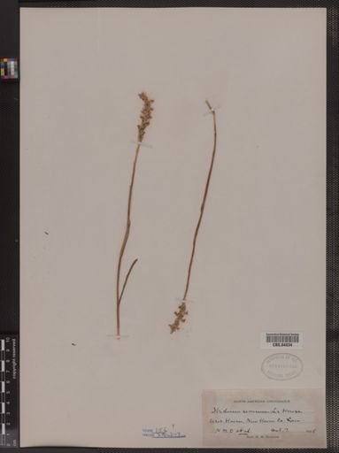 Ibidium cernuum