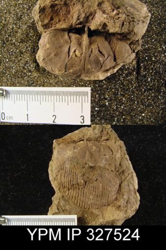 Plethorhyncha sp.