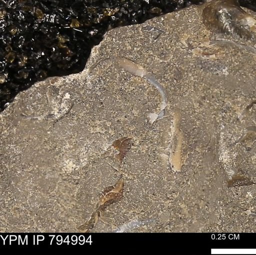 undet. Bivalvia