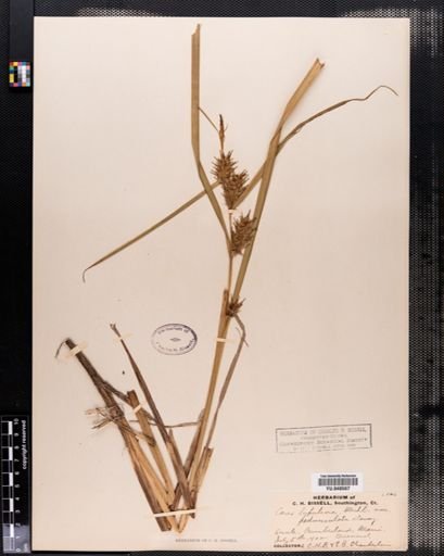 Carex lupulina