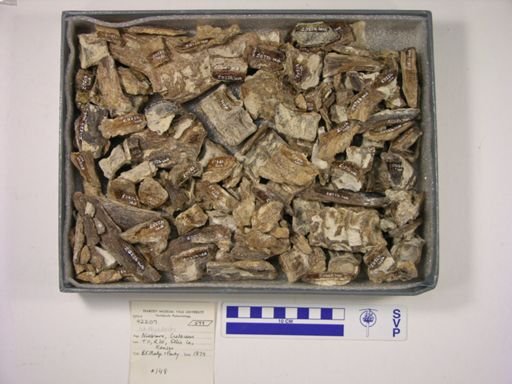 Ichthyodectes sp.
