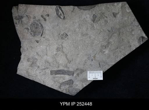 undet. Eurypterida