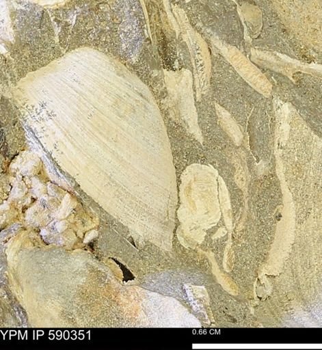 Protocardia?
