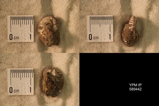 undet. Scaphitidae