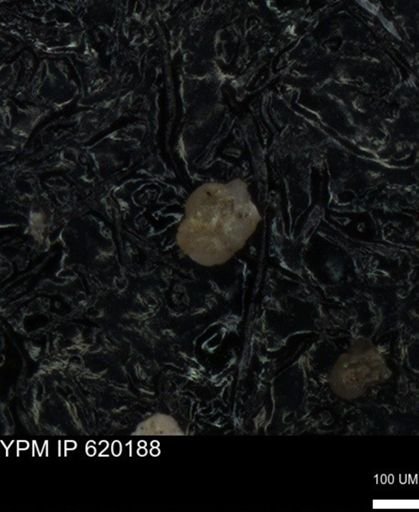 undet. Foraminiferida