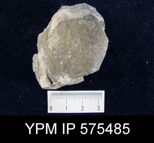 Linoproductus cora