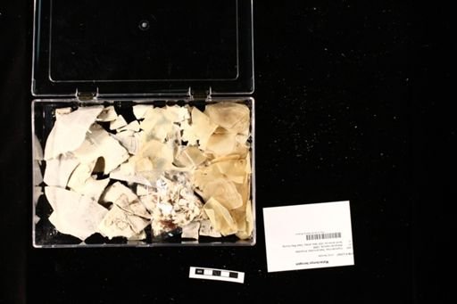 Malaclemys terrapin