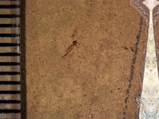 undet. Diptera