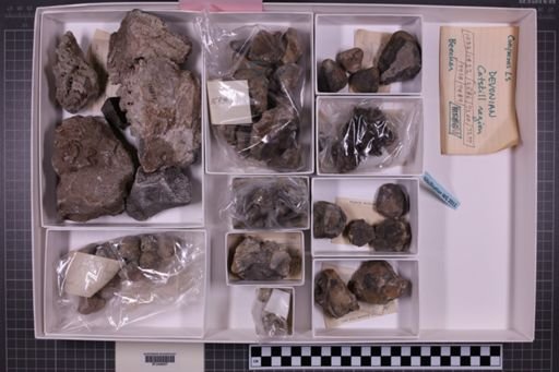 mixed taxa, stratigraphic collection
