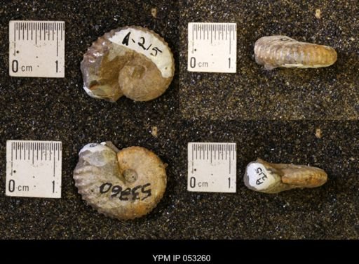 Discoscaphites conradi