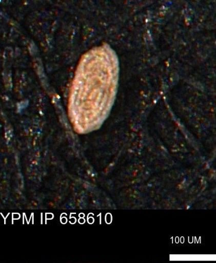 Spirolocammina planula