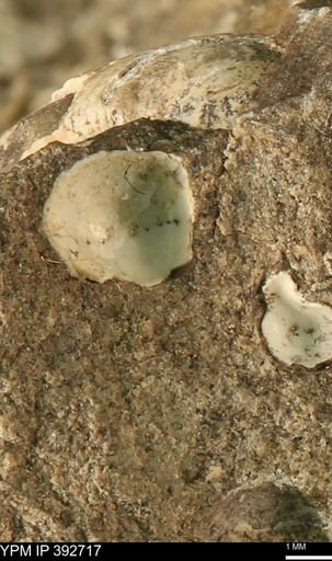 Protocardia?