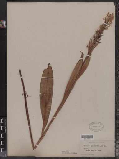 Habenaria lacera
