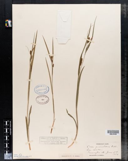 Carex granularis