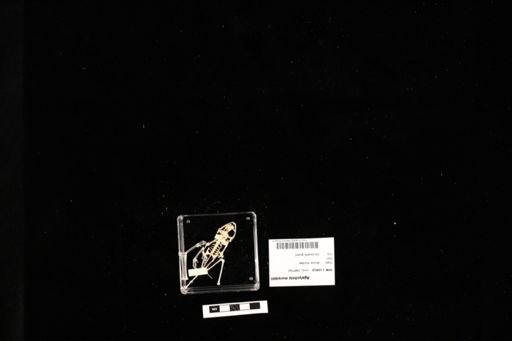 Agalychnis moreletii