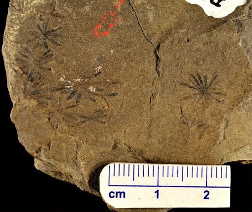 Annularia sp.