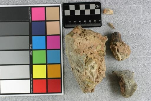 Archaeotherium ingens
