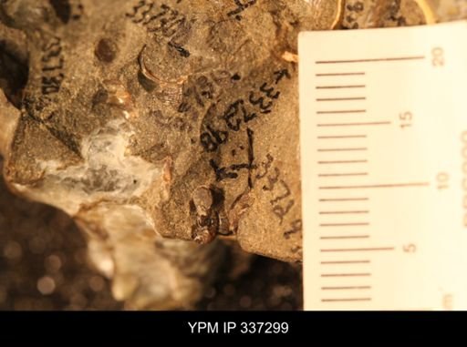 undet. Scaphitidae