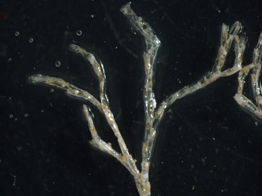 Crisularia turrita