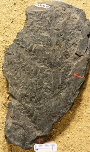 Asterophyllites sp.