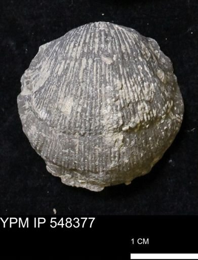 Stropheodonta navalis