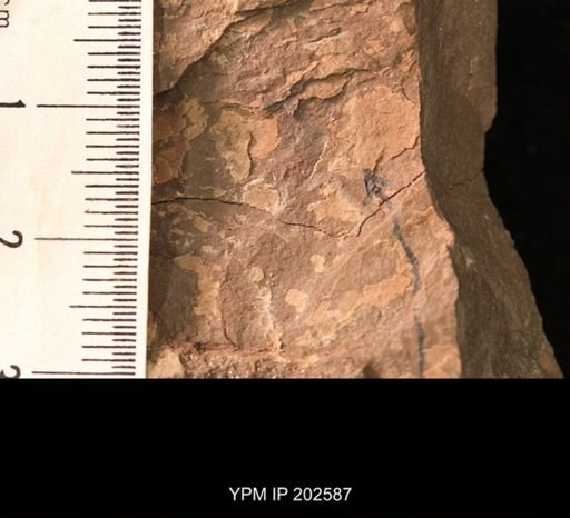 Holcoptera giebeli