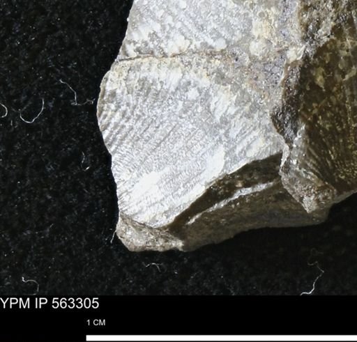 Oxytoma (Hypoxytoma)