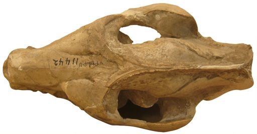 Stenopsochoerus sternbergi
