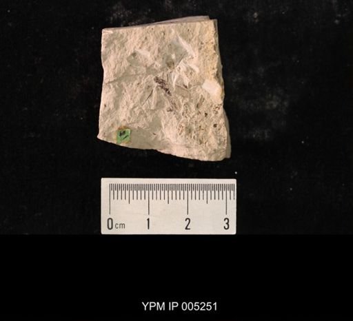Paraprisca fragilis