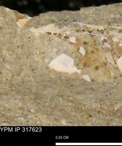 undet. Mollusca