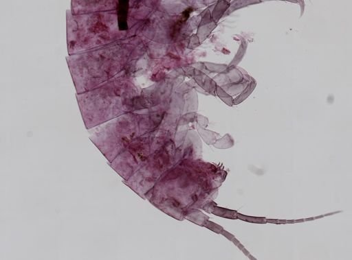 Hyalella cf. azteca