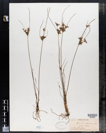 Juncus tenuis