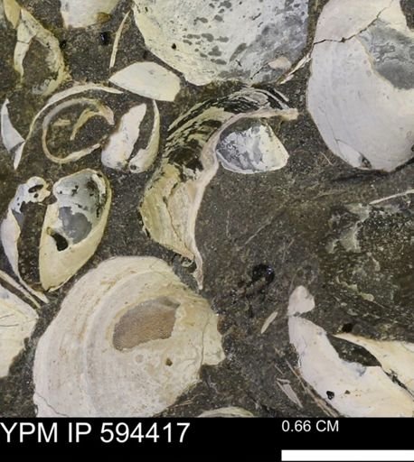 Protocardia sp.
