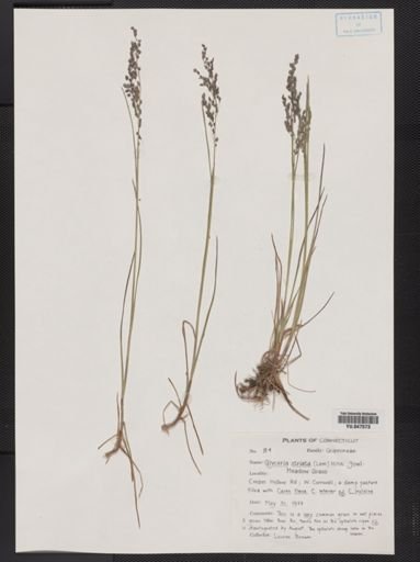 Glyceria striata