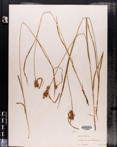 Carex flava