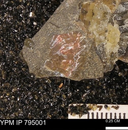 Hoploscaphites?