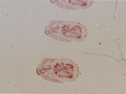 Rhopalosiphum nymphaeae