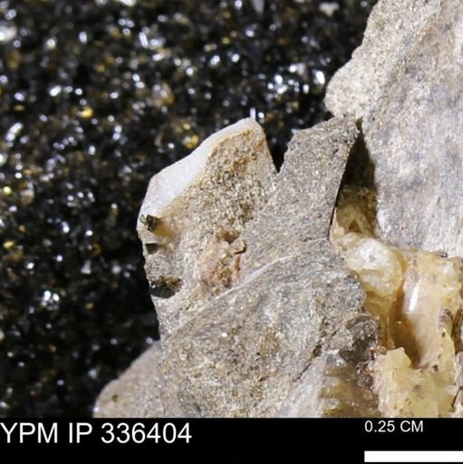 undet. Mollusca