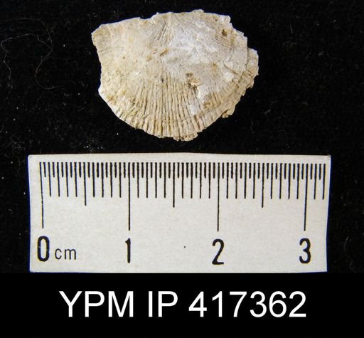 Schuchertella subplana