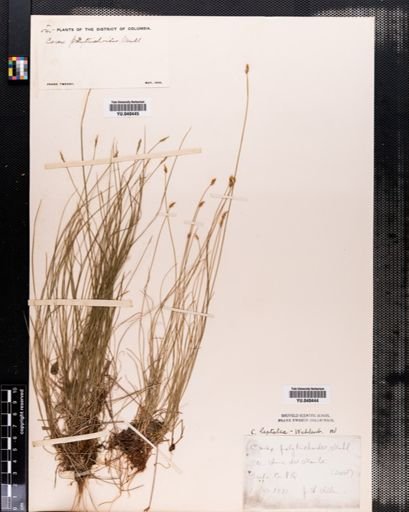 Carex leptalea